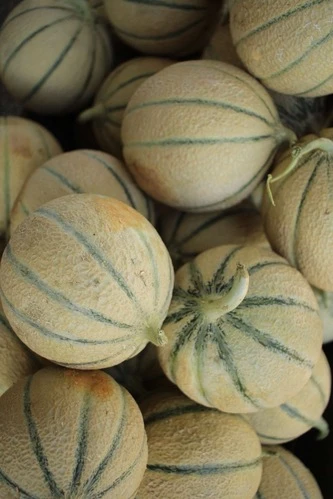Melon de Cavaillon