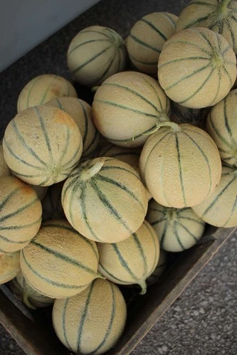 Melon de Cavaillon