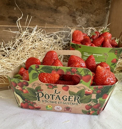 Panier fraises labélisée fraises de Carpentras